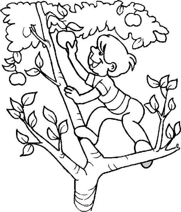 صبي يتسلق شجرة تفاح تلوين
