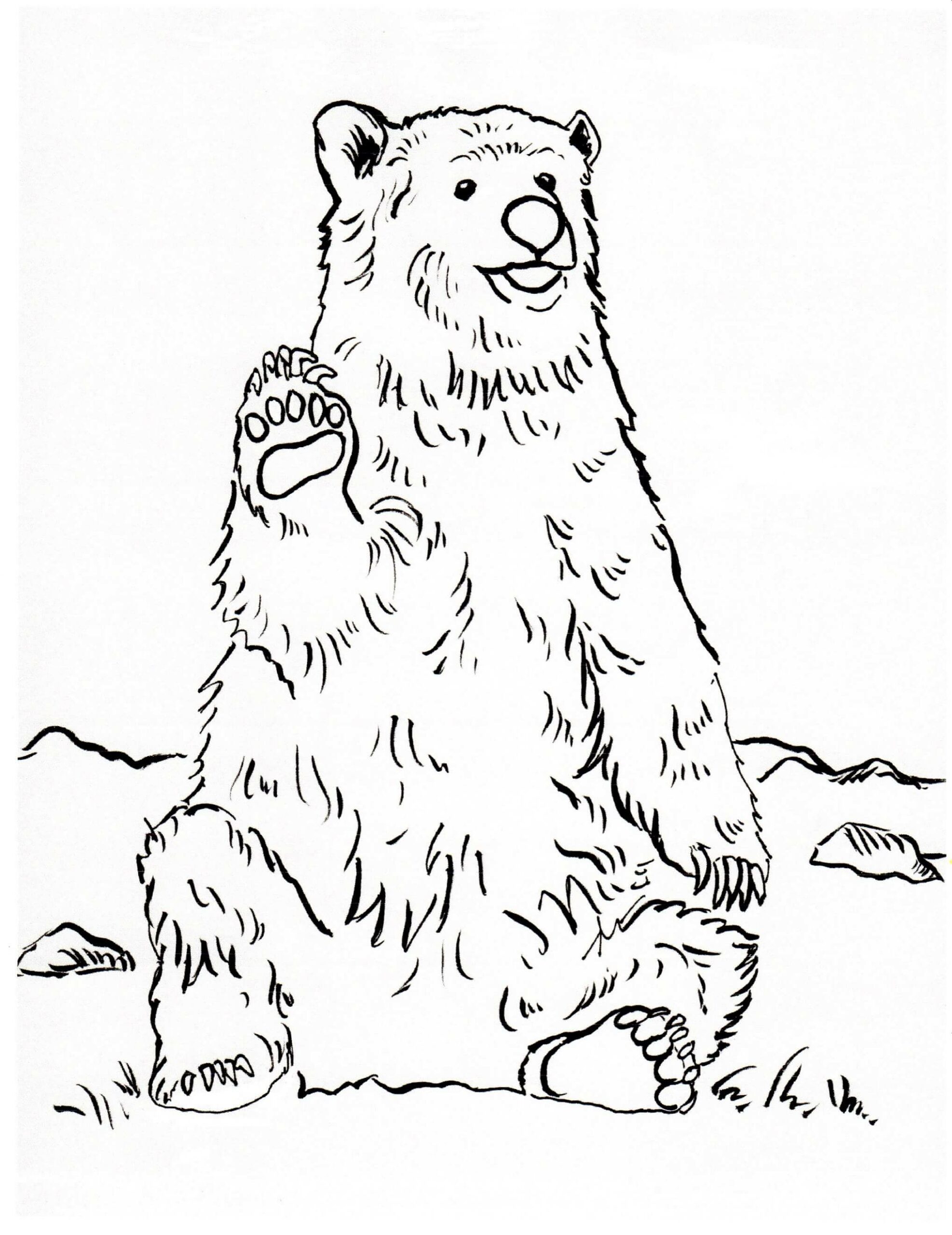 الدب الأشيب يجلس صورة تلوين