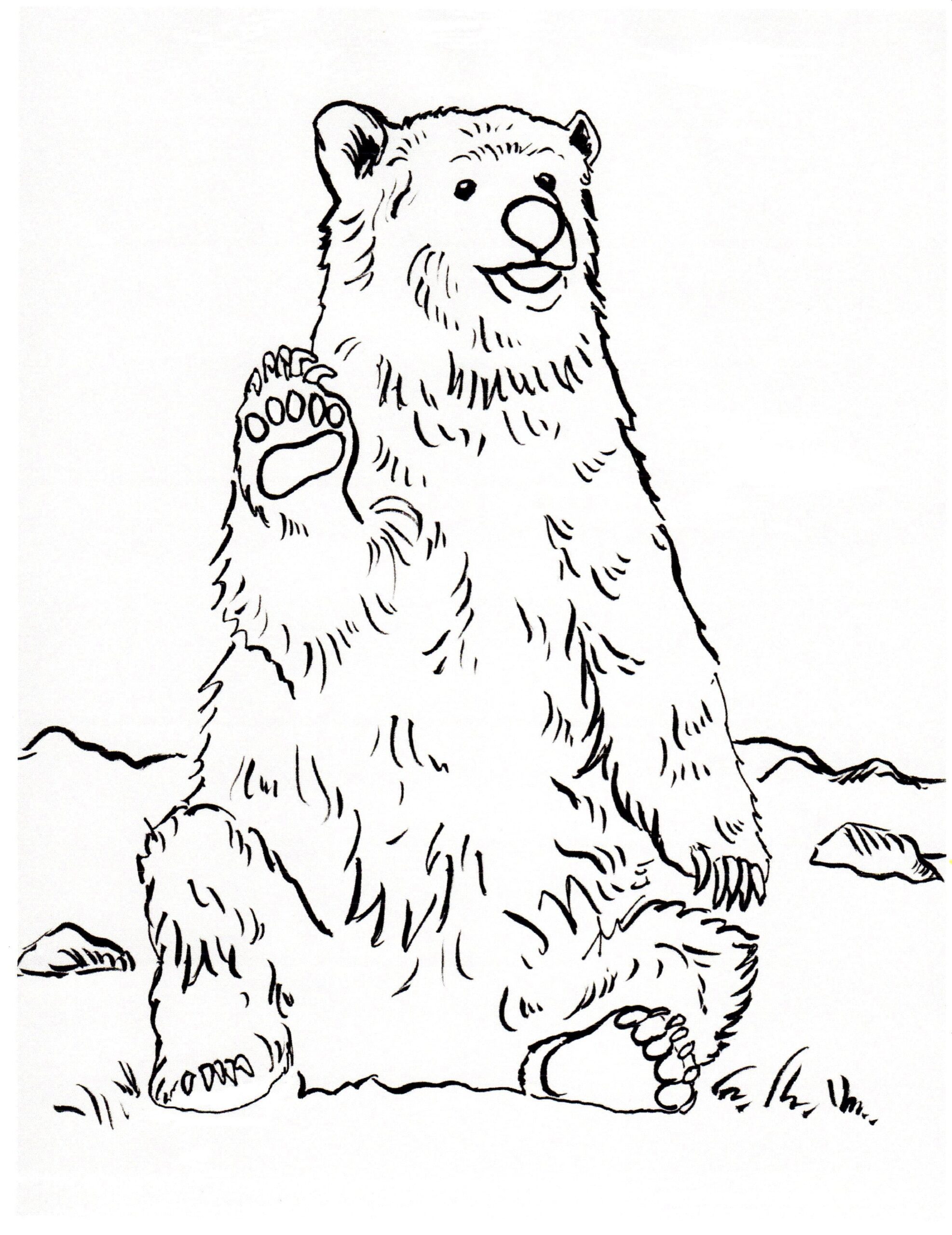 الدب الأشيب صورة تلوين