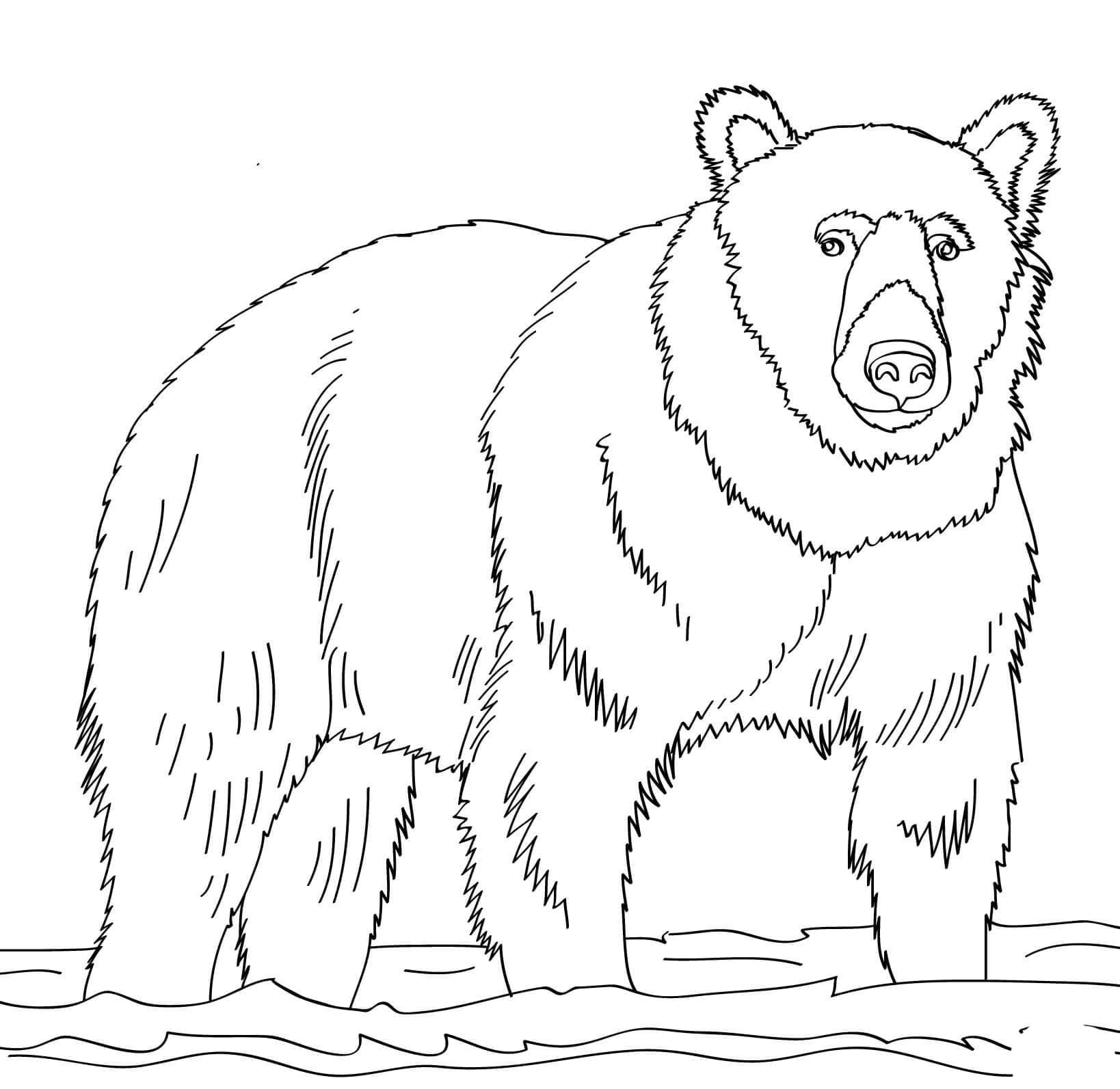 الدب الحر صورة تلوين
