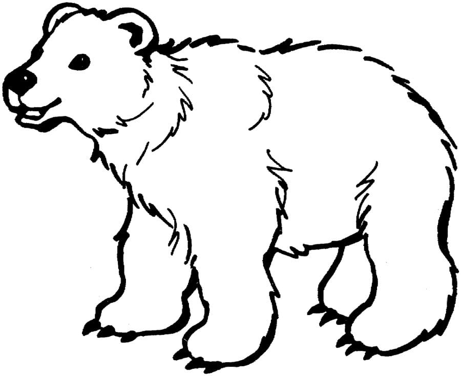 الخطوط العريضة الدب صورة تلوين