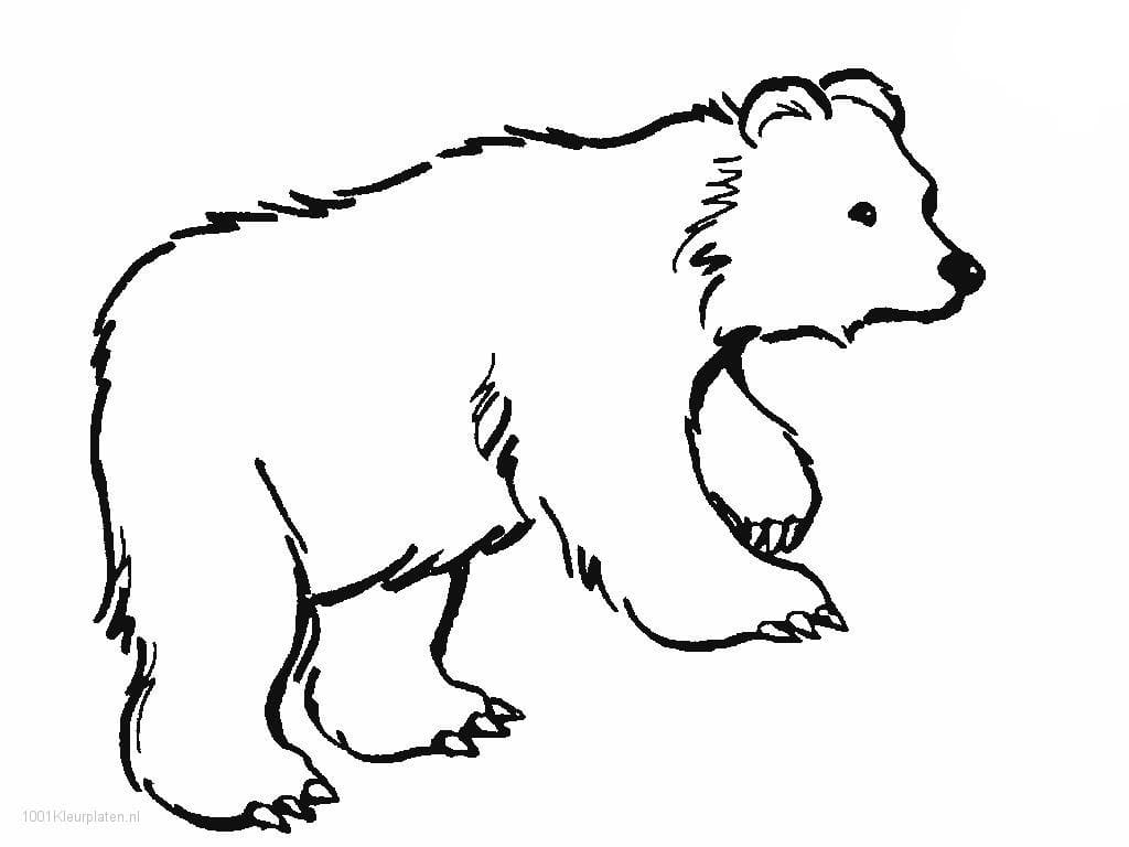 مخطط الدب صورة تلوين