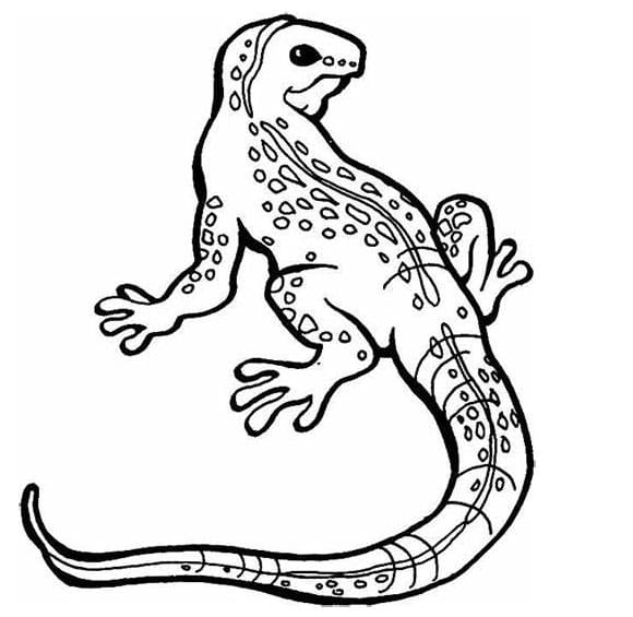 السحالي الحرة تلوين