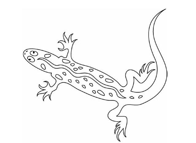 صورة السحالي عالية الدقة تلوين