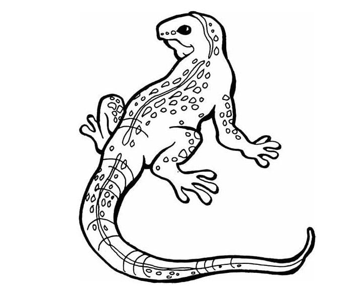 صورة السحالي تلوين