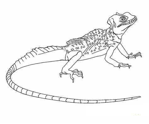 طباعة السحالي مجانًا تلوين