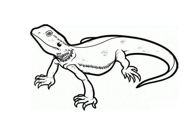 طباعة مخطط السحالي تلوين