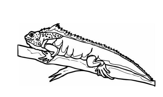 طباعة صورة السحالي تلوين