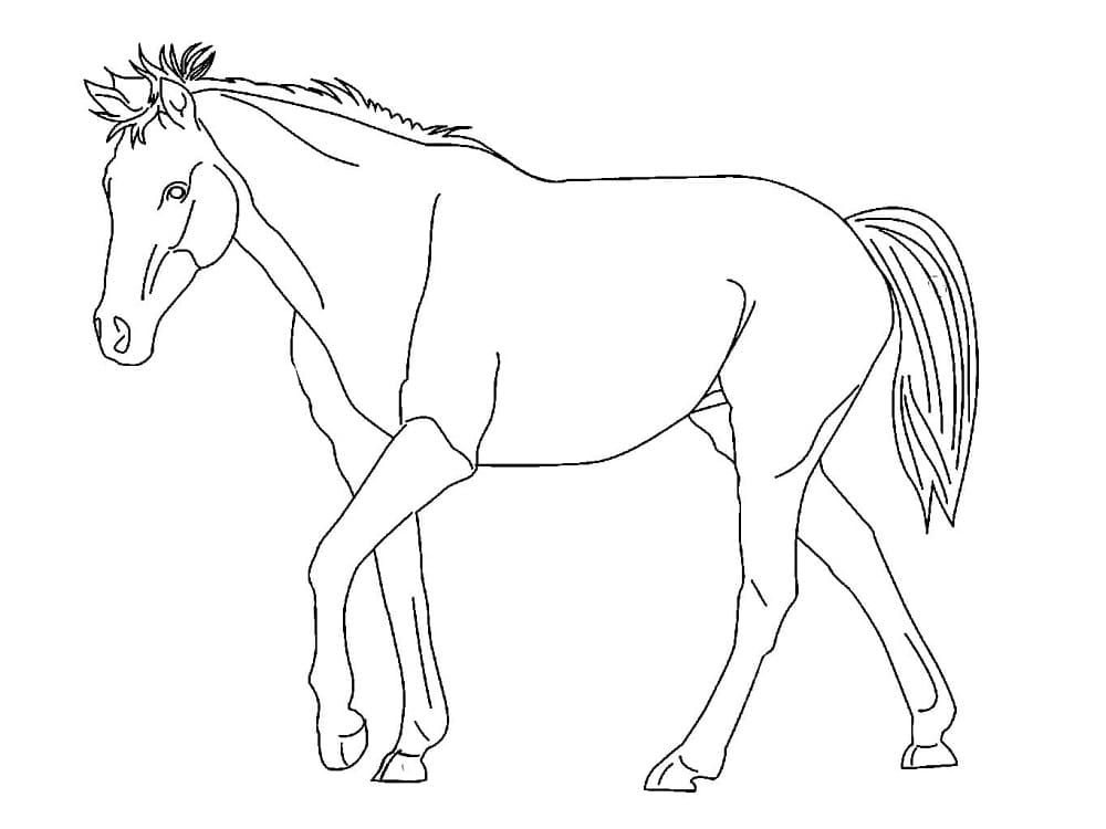 Horse Drawing صورة تلوين