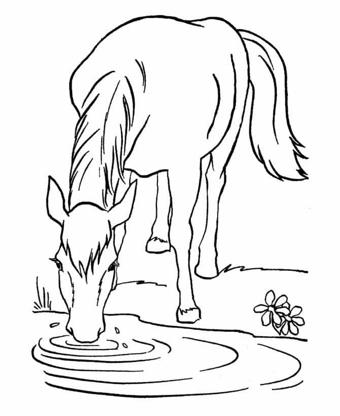 Horse Drinking Water صورة تلوين