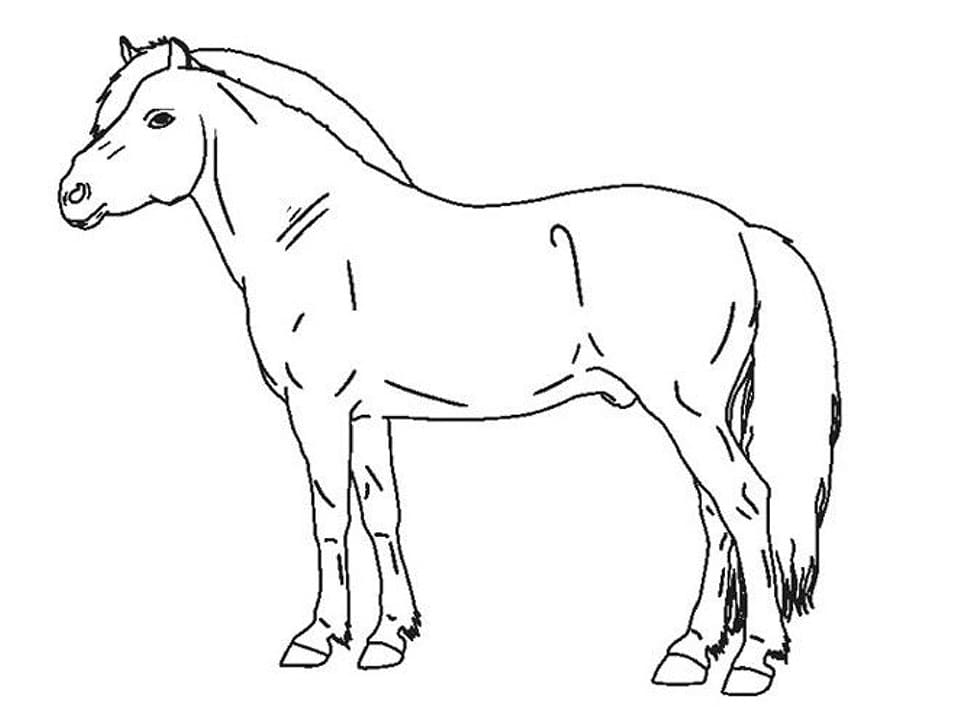 Horse Printable صورة تلوين