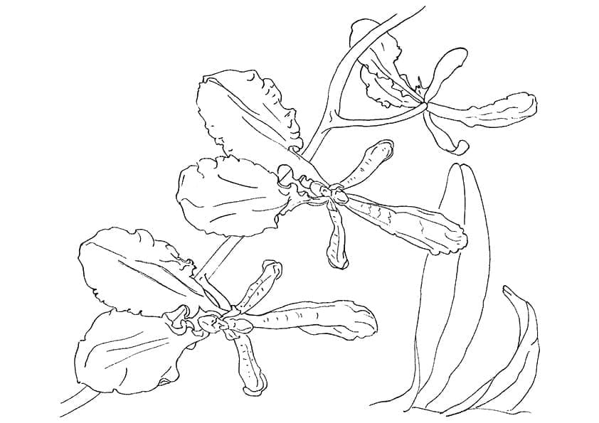 زهرة الأوركيد قابلة للطباعة مجانًا صورة تلوين