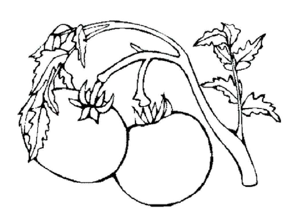 الطماطم على نبات الطماطم صورة تلوين