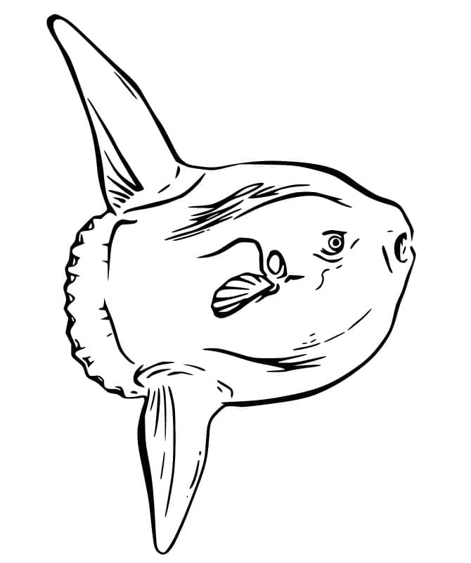 رسم سمكة الشمس تلوين