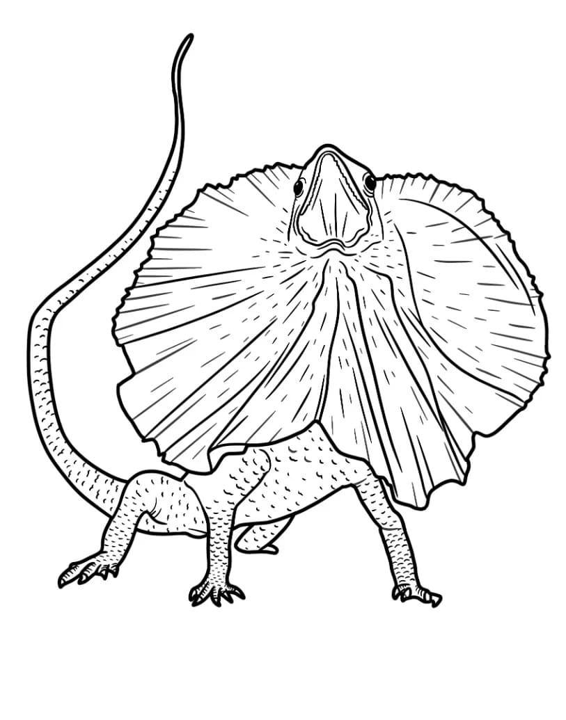 سحلية التنين السهلة تلوين