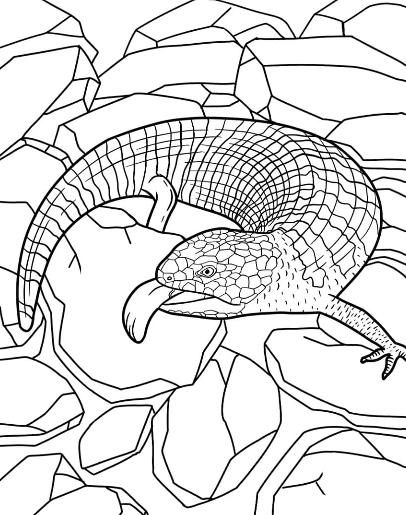 سحلية السقنقور ذات اللسان الأزرق تلوين