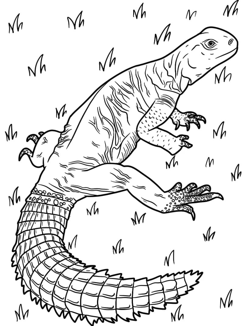 سحلية كبيرة تلوين