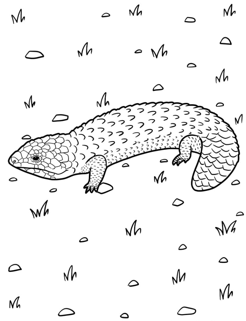 سحلية شينجلباك تلوين