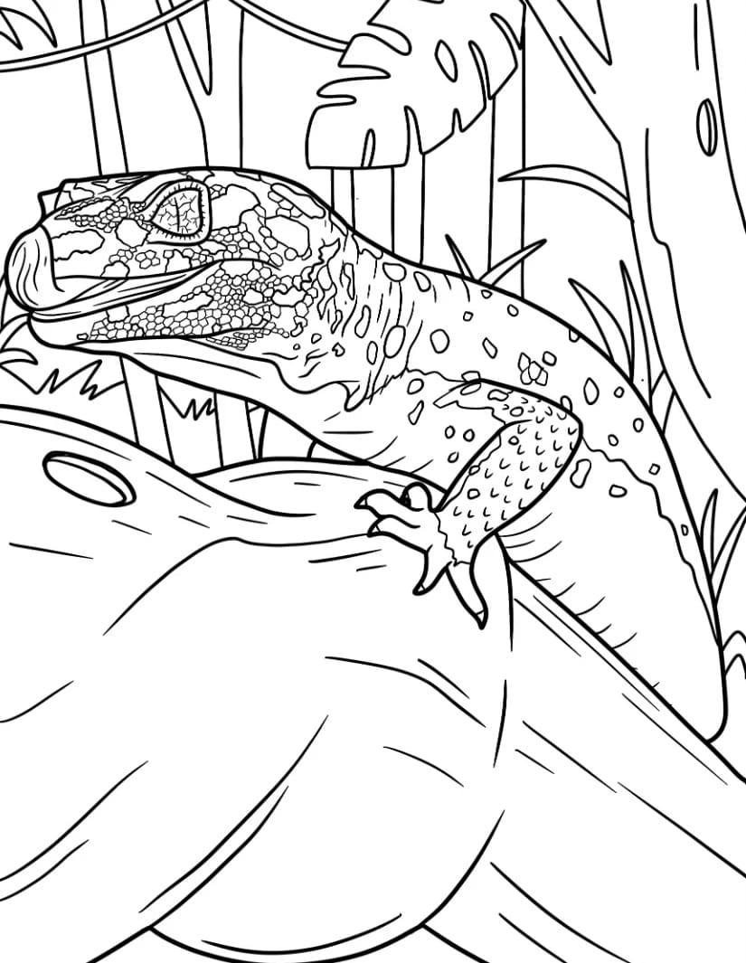 سحلية عن قرب من أبو بريص النمر تلوين