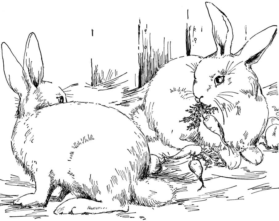 الأرانب القابلة للطباعة تلوين