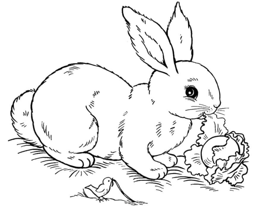 الأرنب يأكل الملفوف تلوين