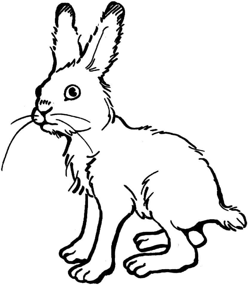 أرنب قابل للطباعة صورة تلوين