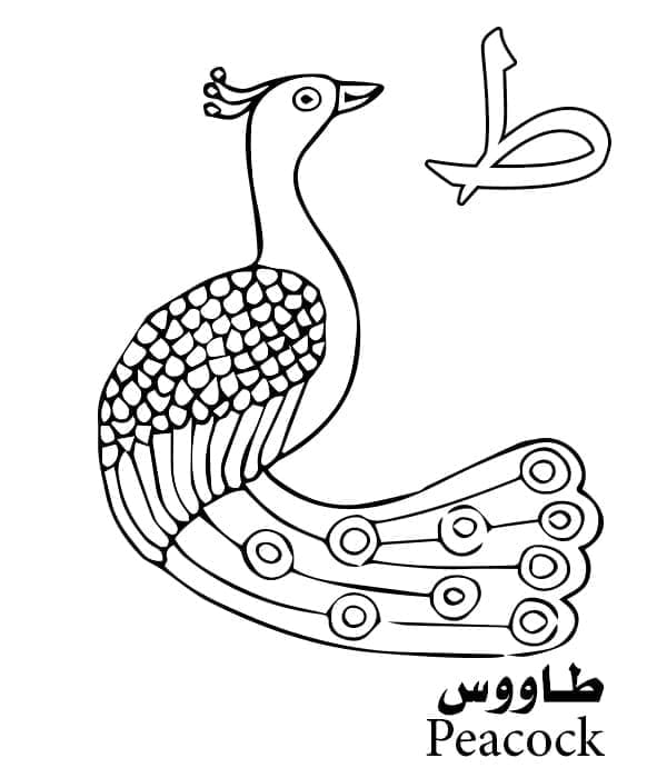 حرف ط للطاووس – الأبجدية العربية صورة تلوين