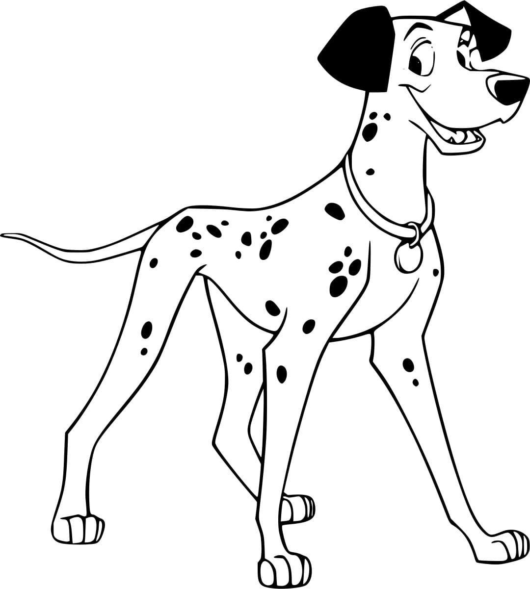 بونغو دالماتيانحر تلوين