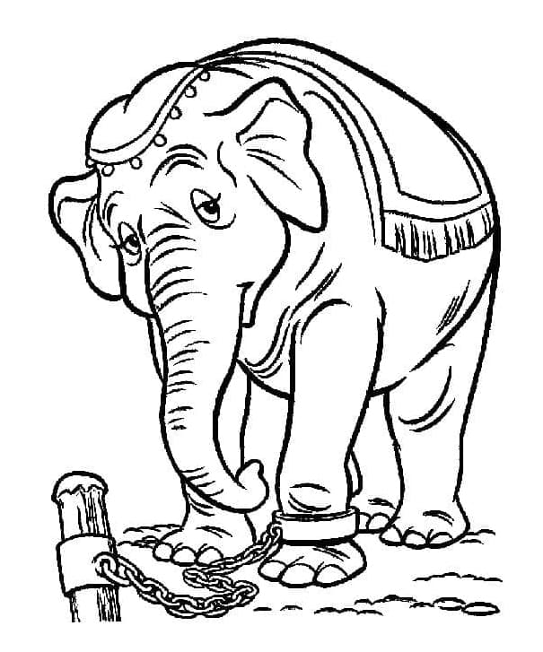 جامبو من دامبو تلوين