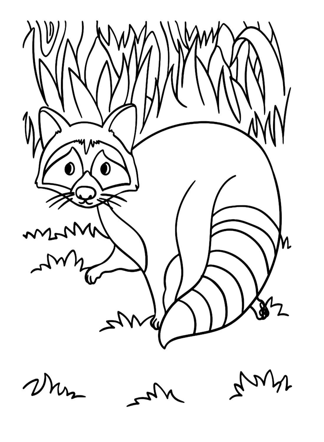 الراكون على العشب تلوين