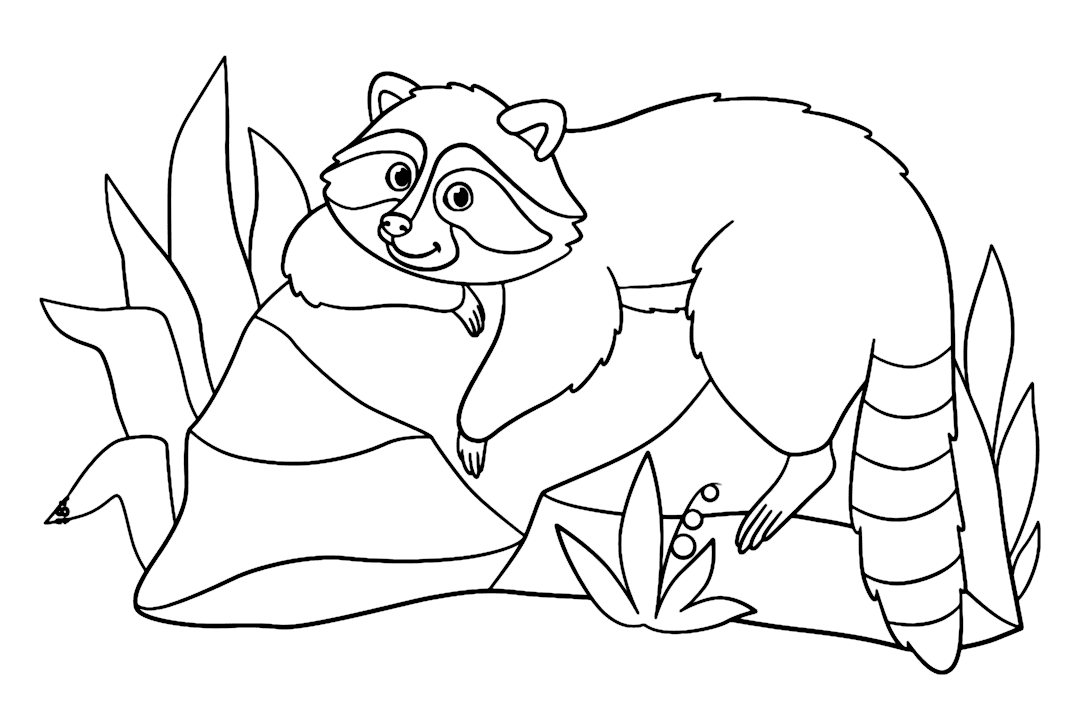 الراكون يستريح على الحجر تلوين