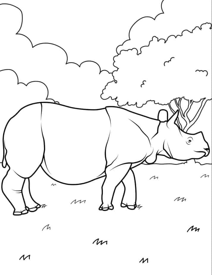 وحيد القرن الهندي تلوين