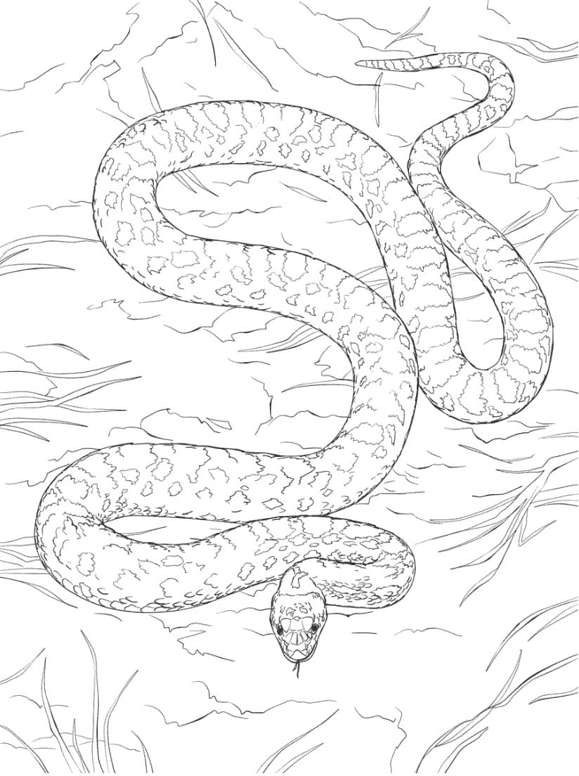 غوفر من الصحاري تلوين