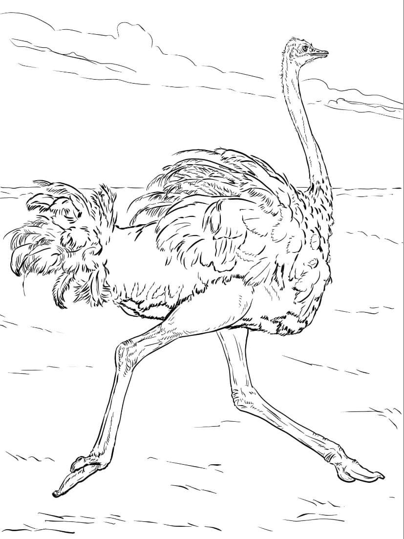 نعامة تهرب من الصحاري تلوين