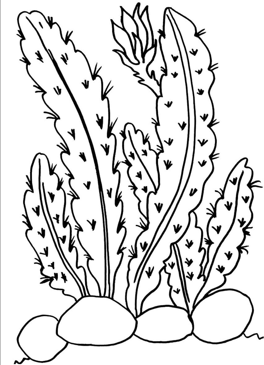 صبار الصحراء تلوين