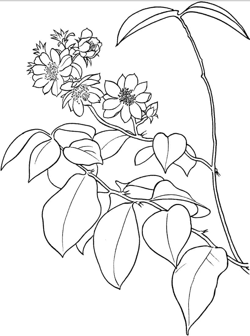 صبار ورقي من الصحاري تلوين