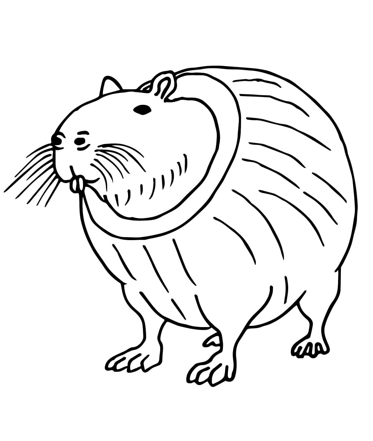 دماغ محترق بوربالوني لولي لولي تلوين