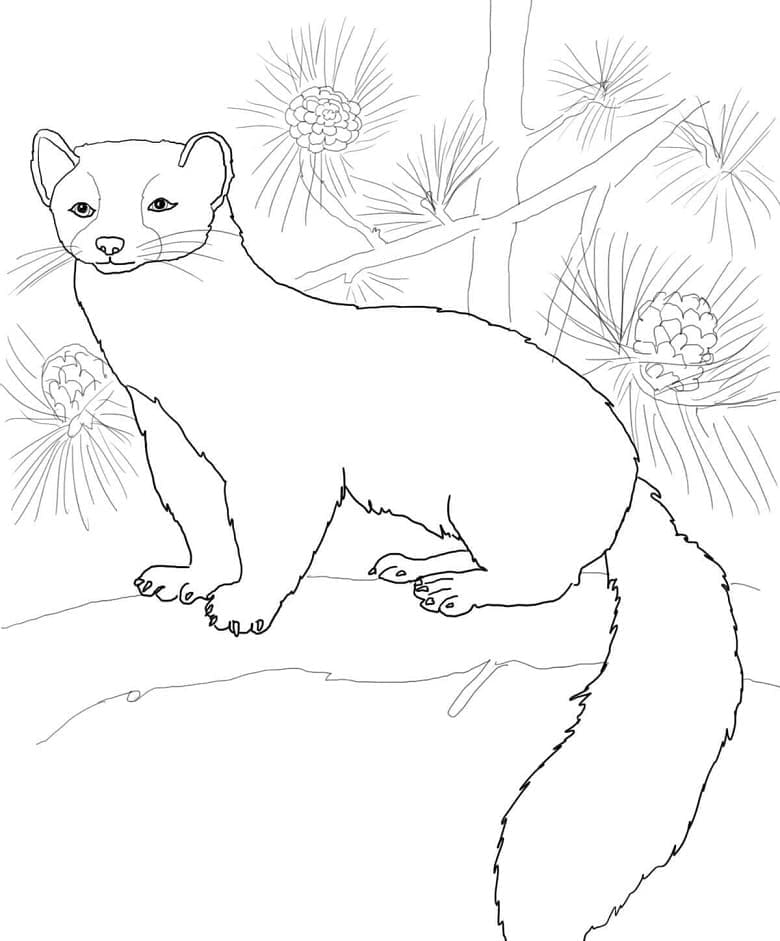 السمور الأمريكي تلوين