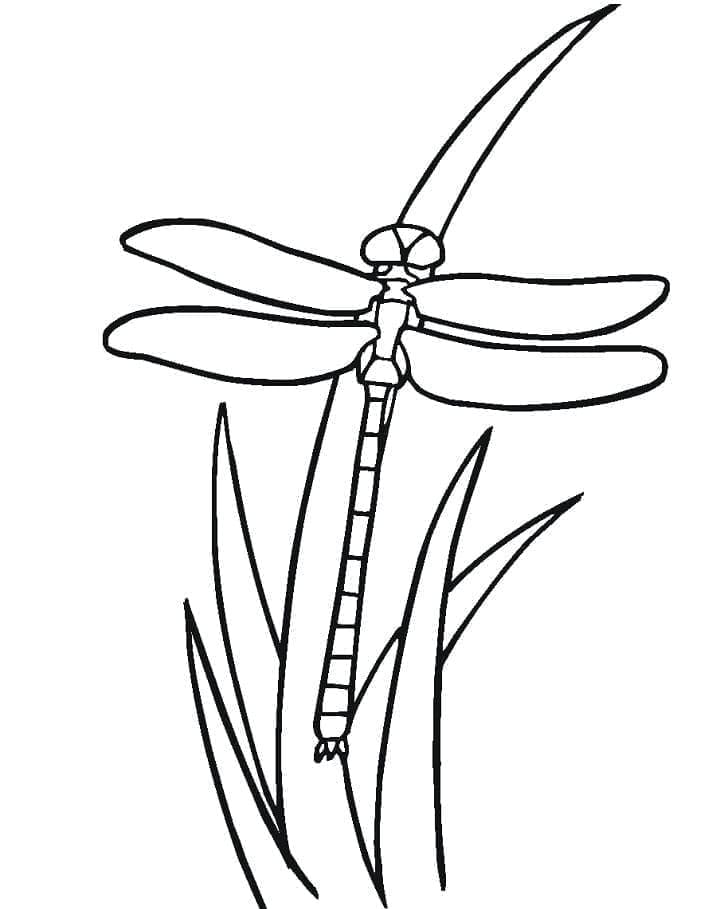 اليعسوب الذهبي للأطفال تلوين