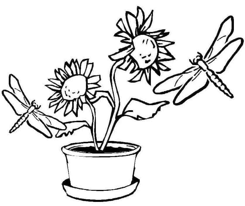 اليعسوب وعباد الشمس تلوين