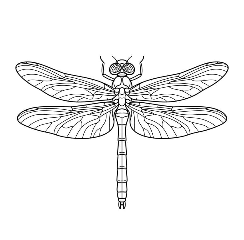 اليعسوب الناعم تلوين