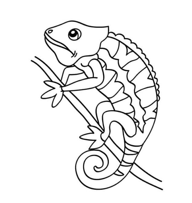 حرباء مجانية تلوين