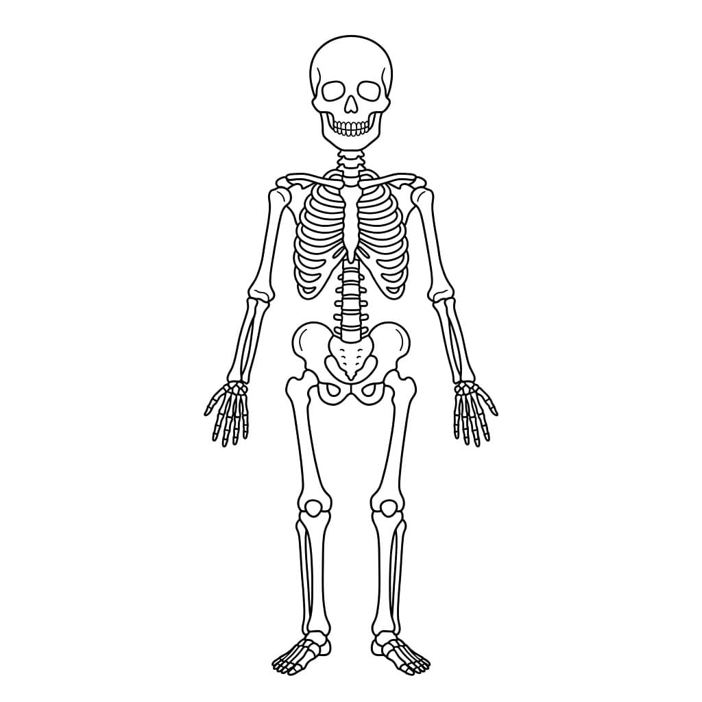 هيكل واقف تلوين