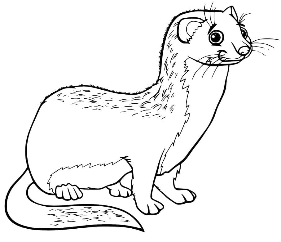 مارتن رائع تلوين