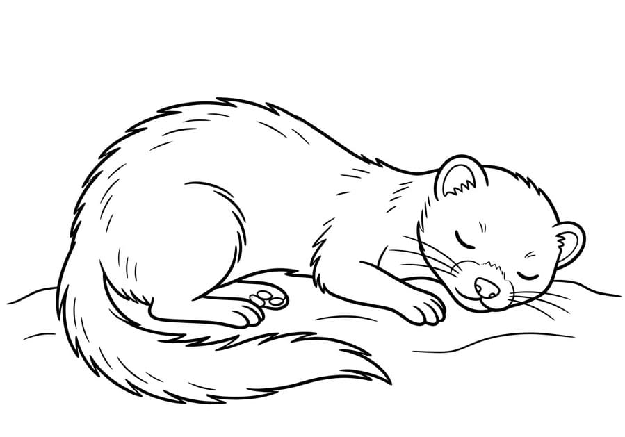 نوم مارتن تلوين