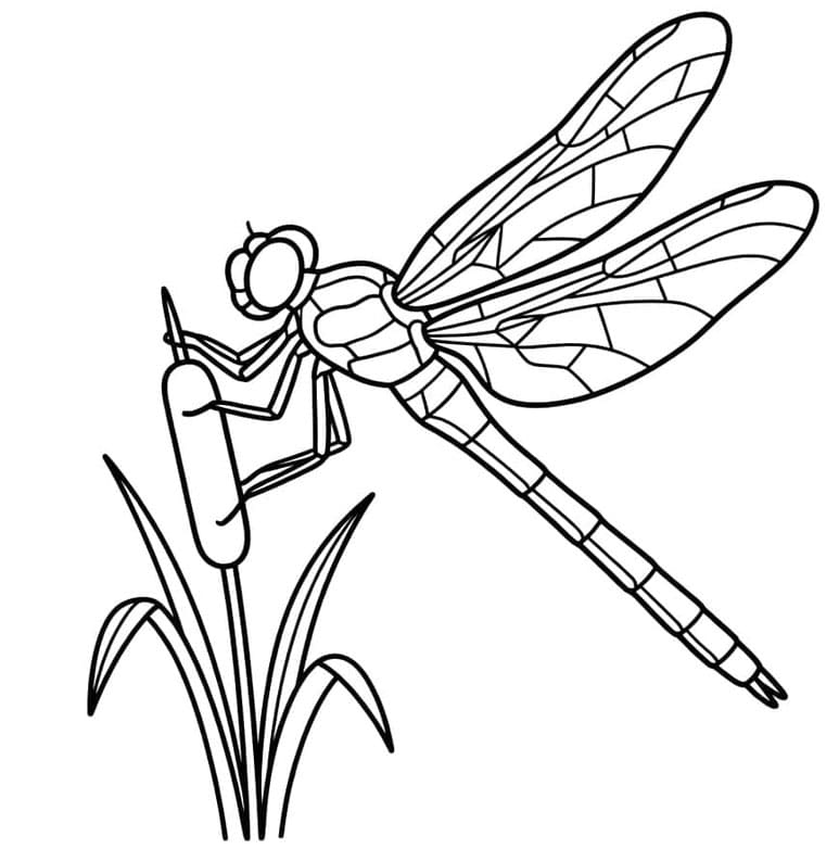 سيف، اليعسوب تلوين