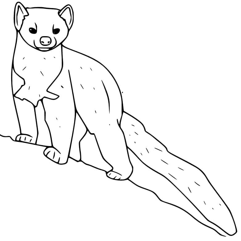 طبعة مارتن العادية تلوين