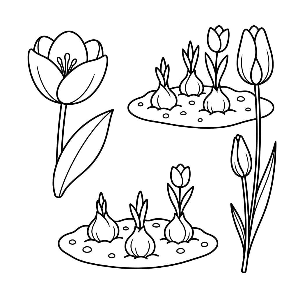 توليب أنيق تلوين