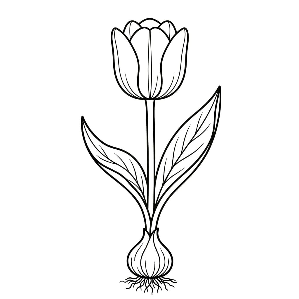 توليب بسيط تلوين