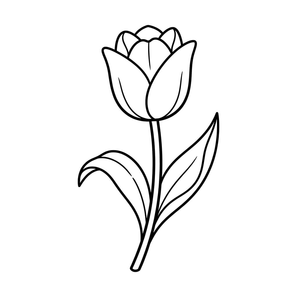 توليب متناسق تلوين